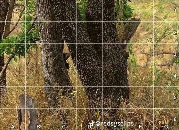 Find The Leopard