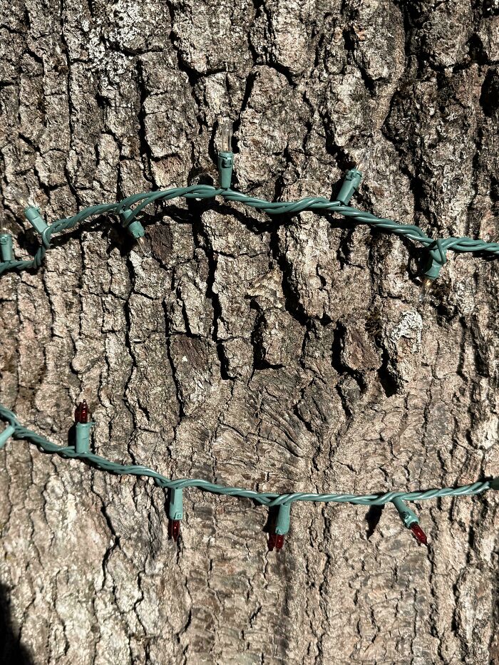 Find The Oak Moth