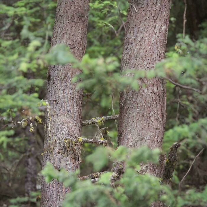 There's An Owl Here