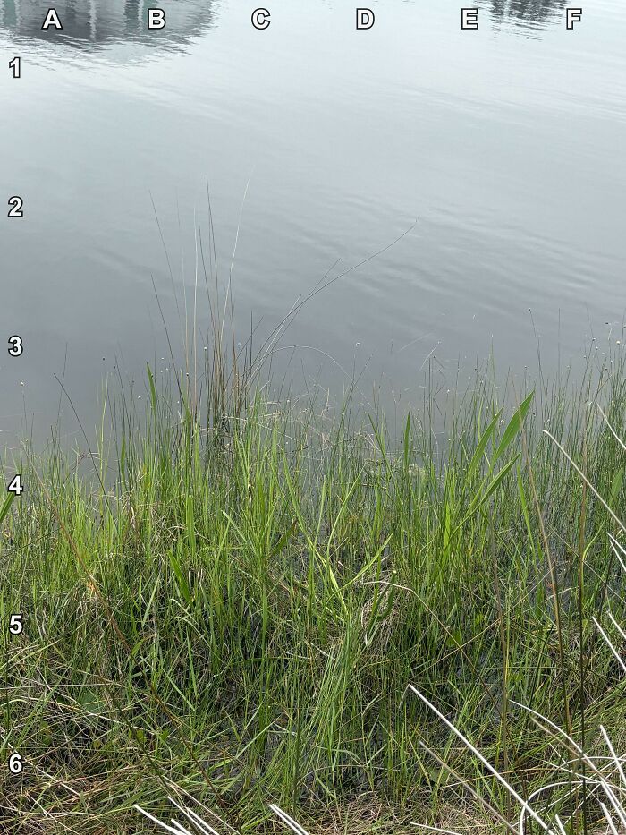 Find The Alligator (His Name Is Rupert)