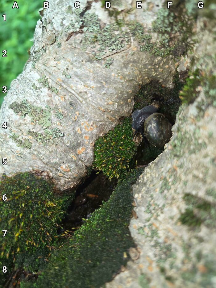Find The Salamander