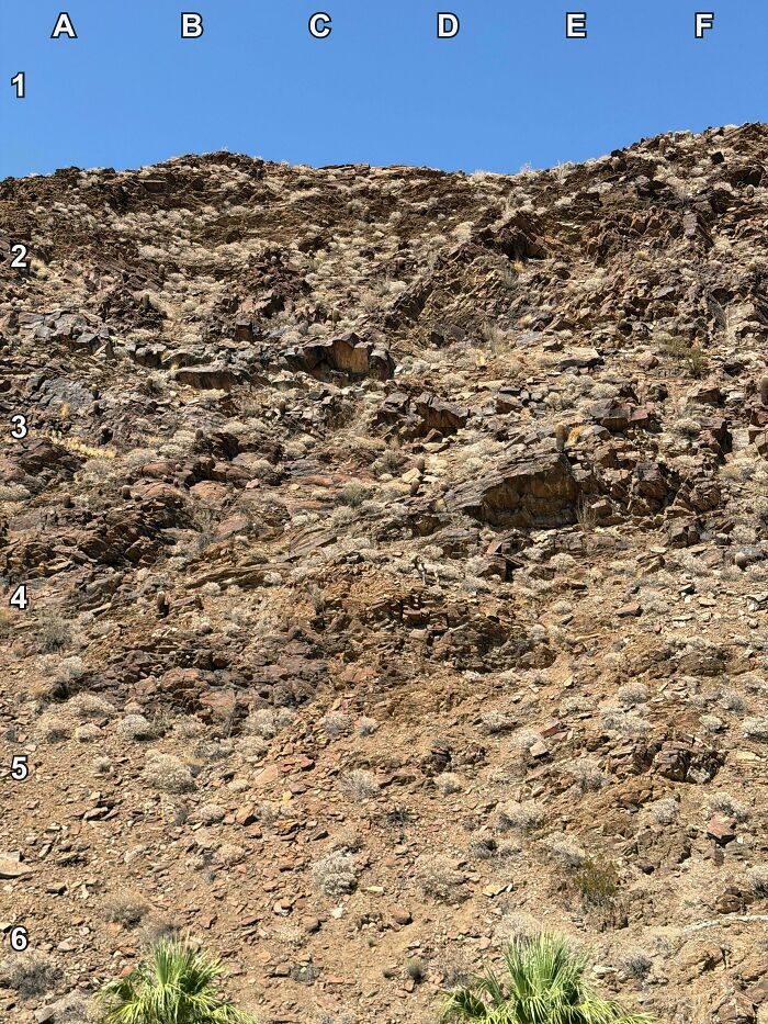 Find The Desert Bighorn Sheep