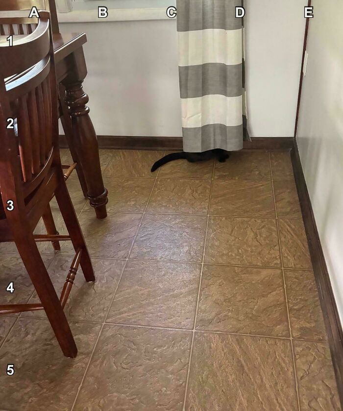Find The Cat