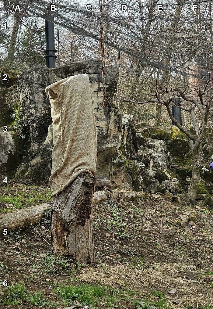 Find The Snow Leopard