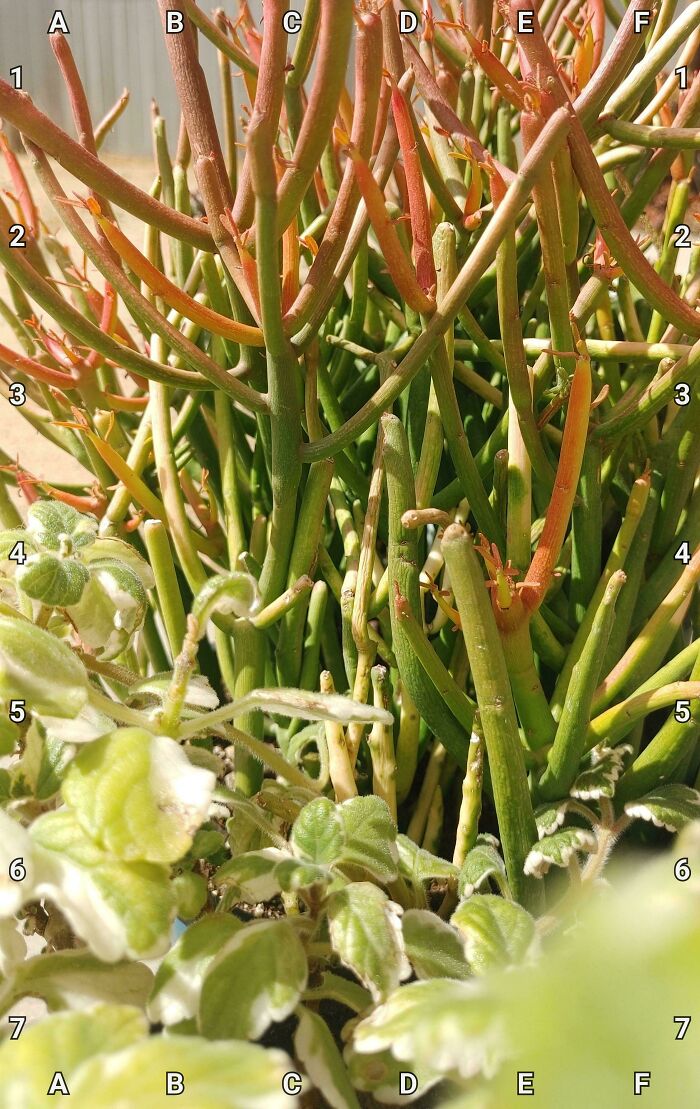 Find The Baby Grasshopper!