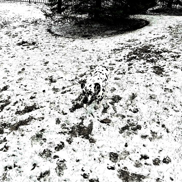 Spot The Dog