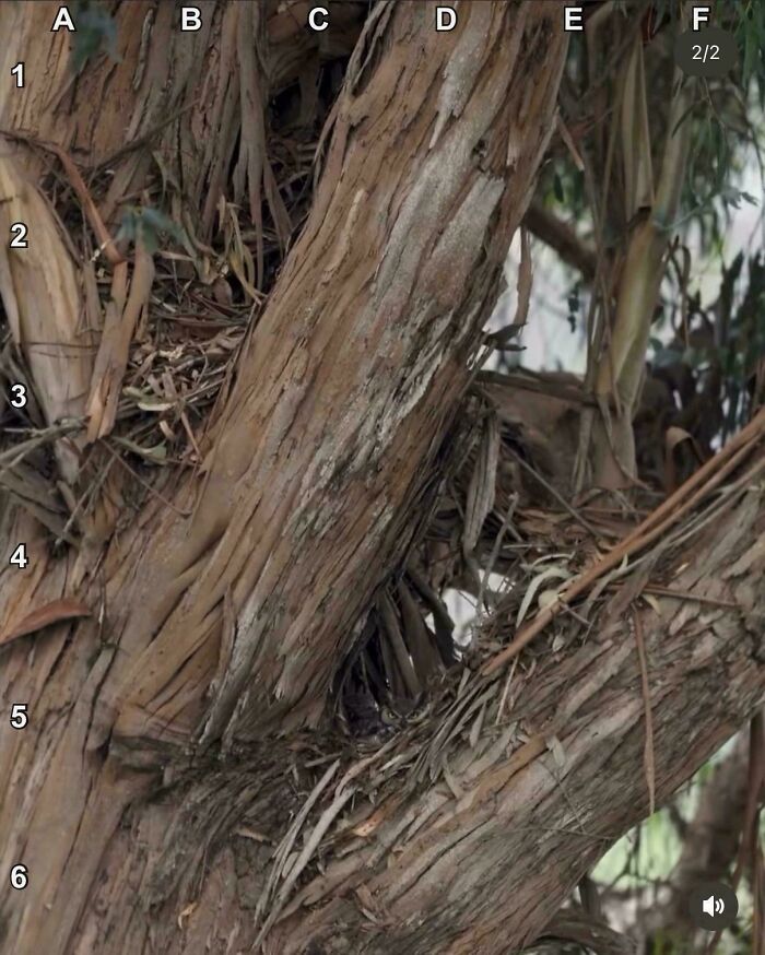 Find The Owl