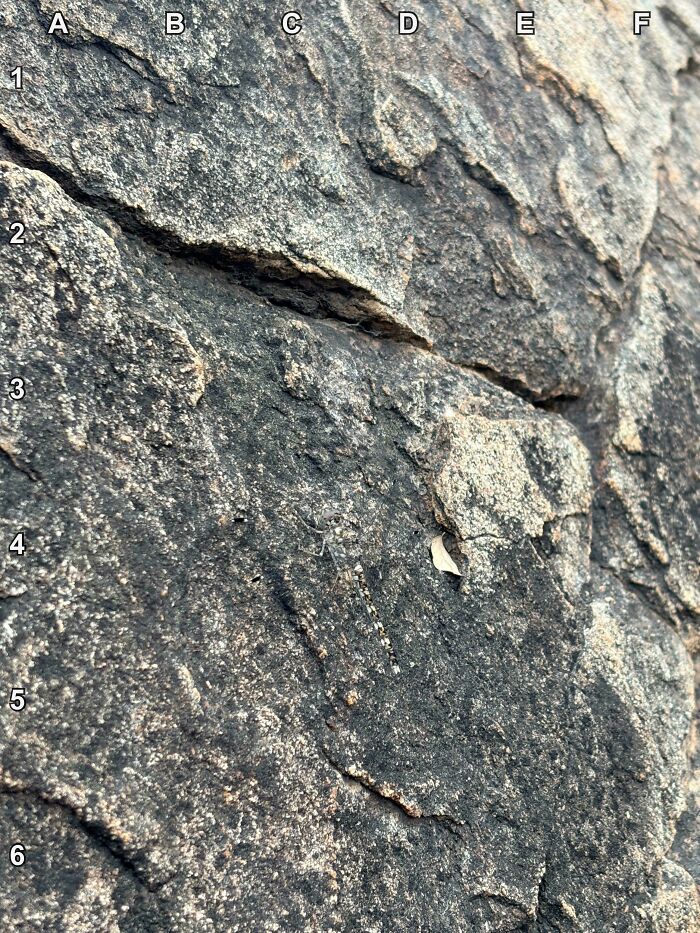 Find The Dragonfly
