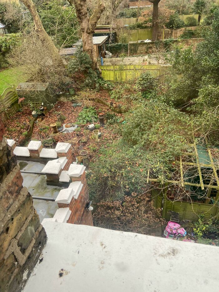 Find The Three Foxes Having Leisurely Naps In My Neighbour's Garden
