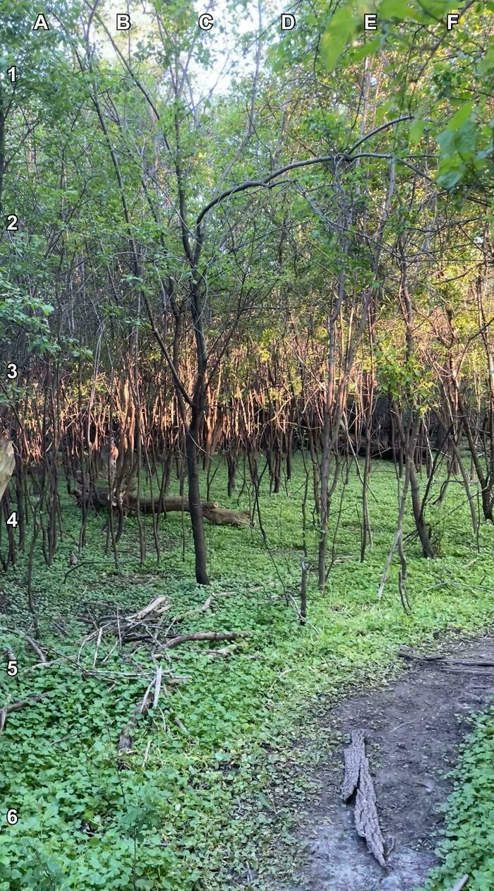 Find The Deer!