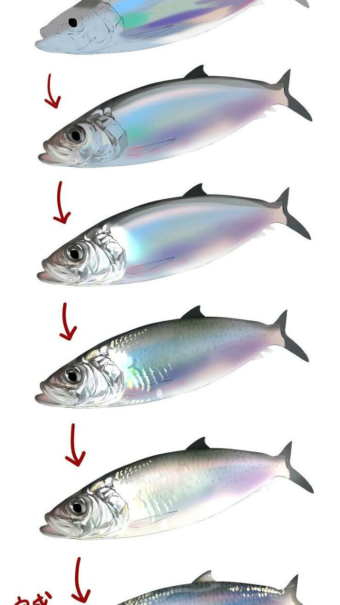 Detailed step by step digital drawing of a fish with realistic textures