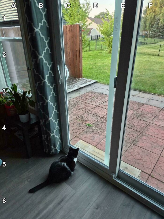 Find The Bunny