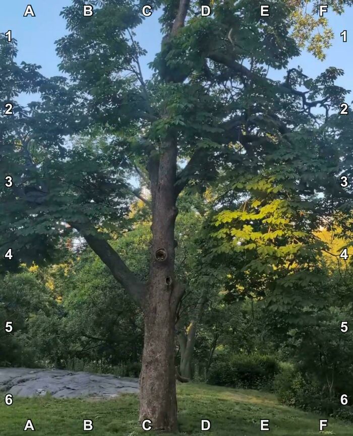 Find The Raccoon