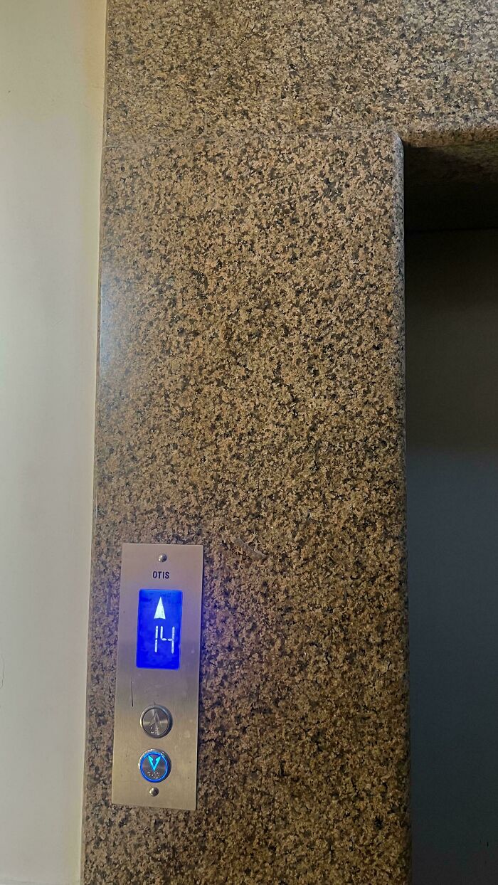 Find The Lizard