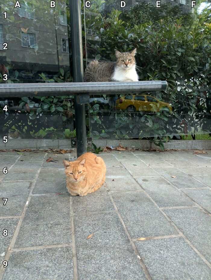 Find The 3 Cats