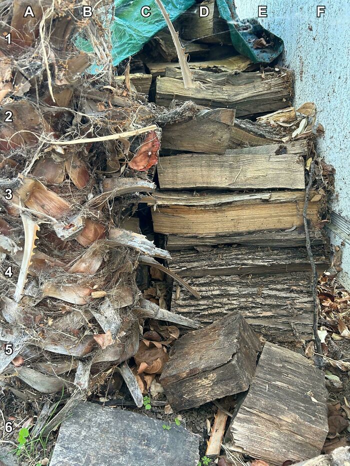 Find The Cat