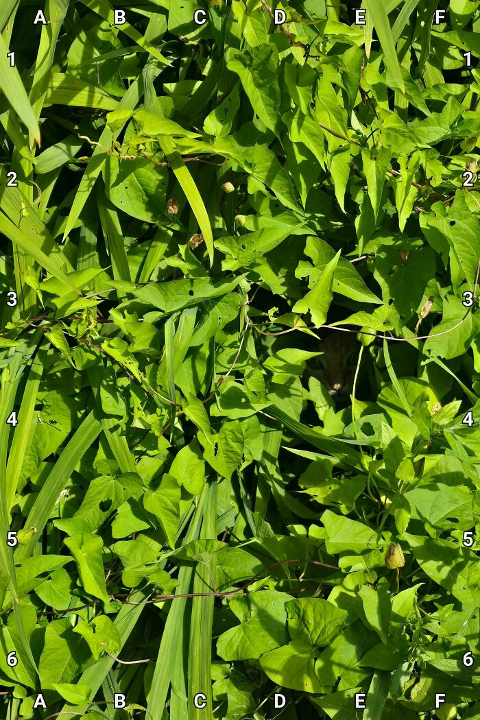 Find My Neighbour's Cat