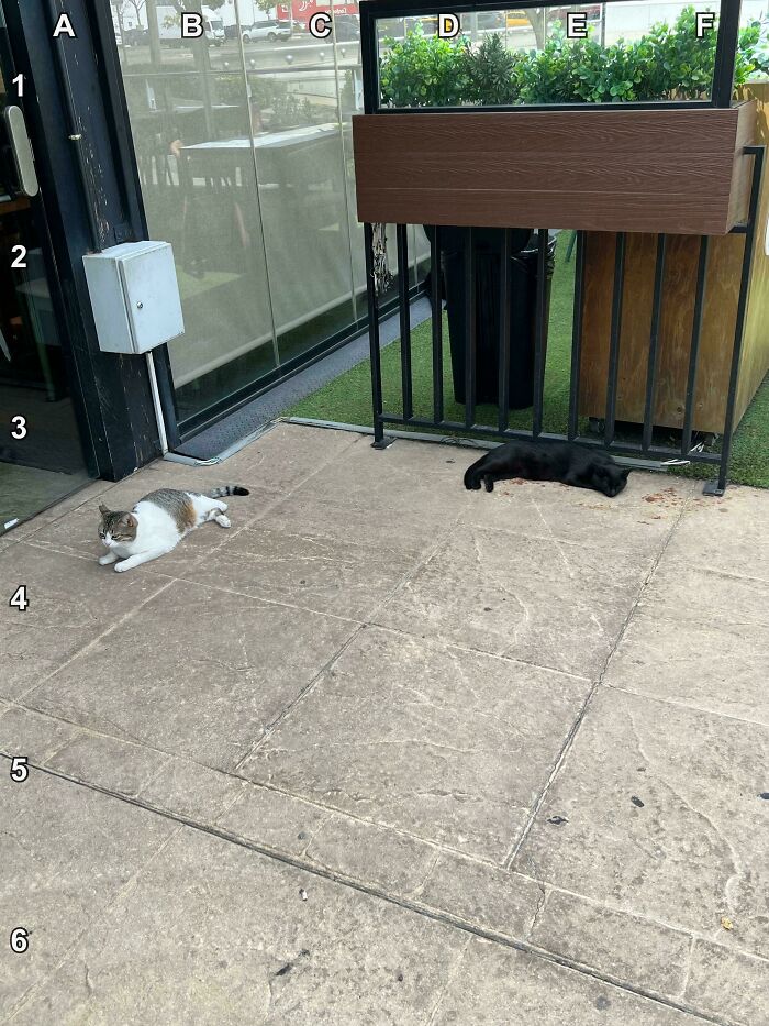 Find The 3rd Cat