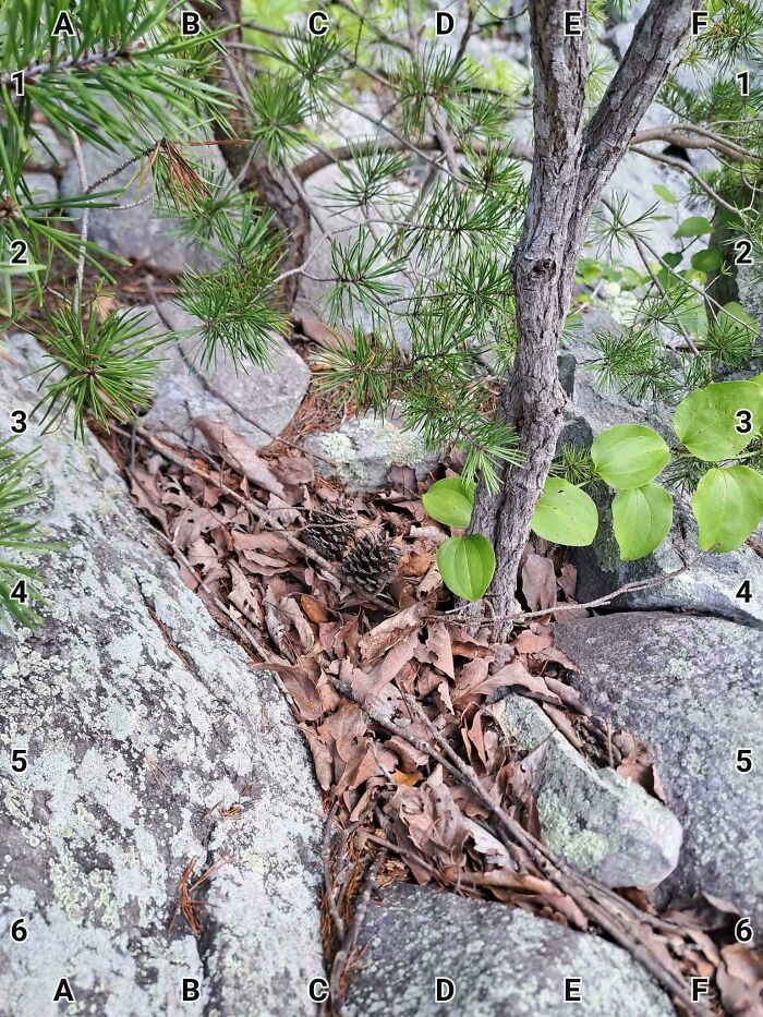 2 Copperheads