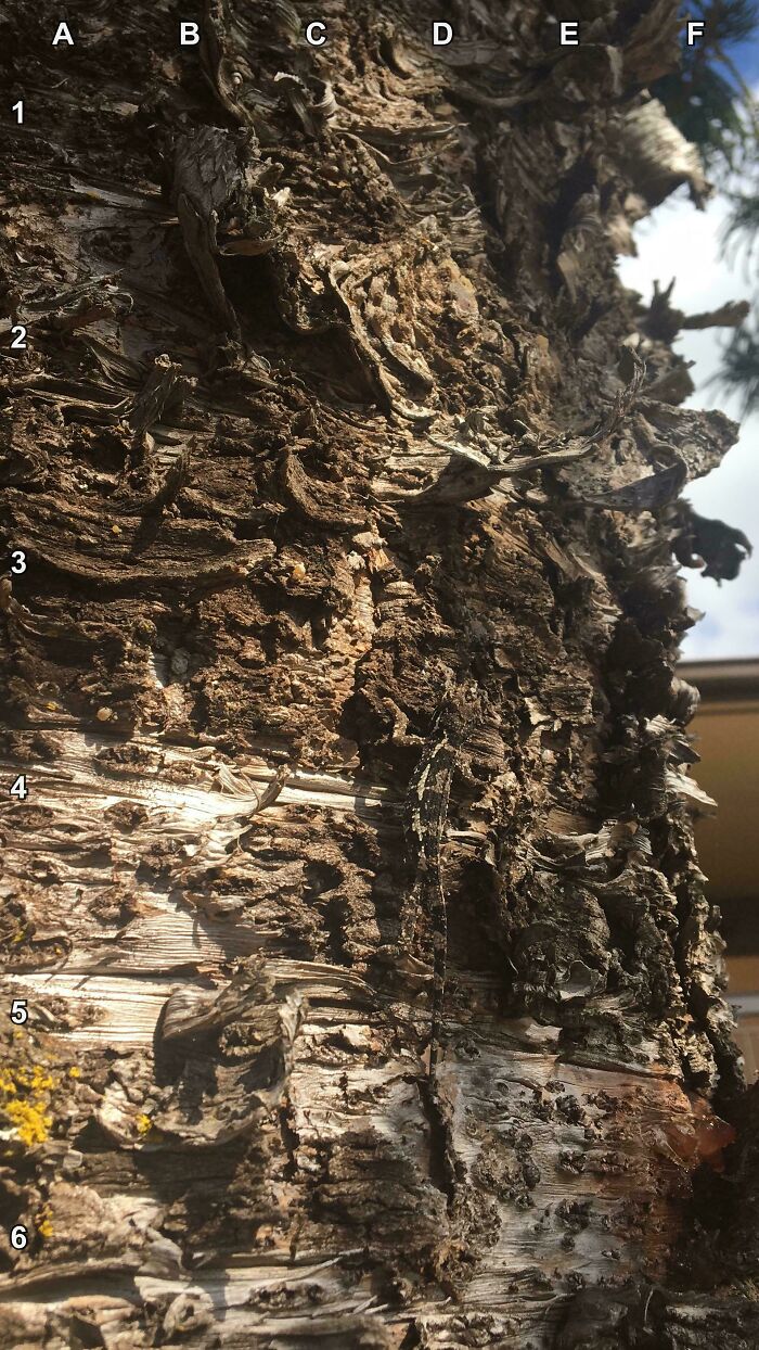 Find The Chameleon