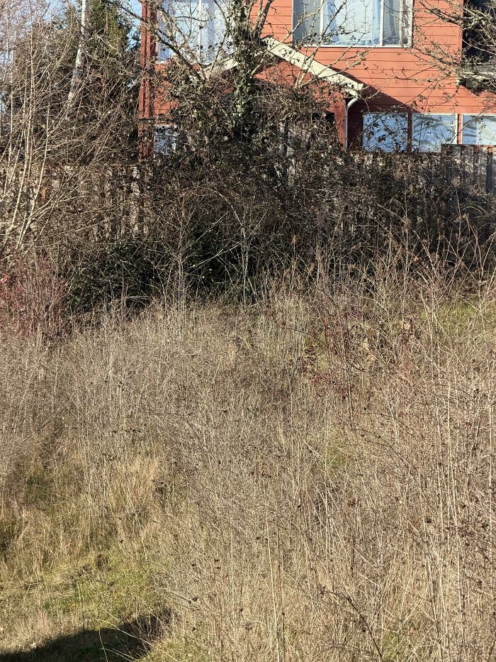 There Is A Deer Visible In This Picture