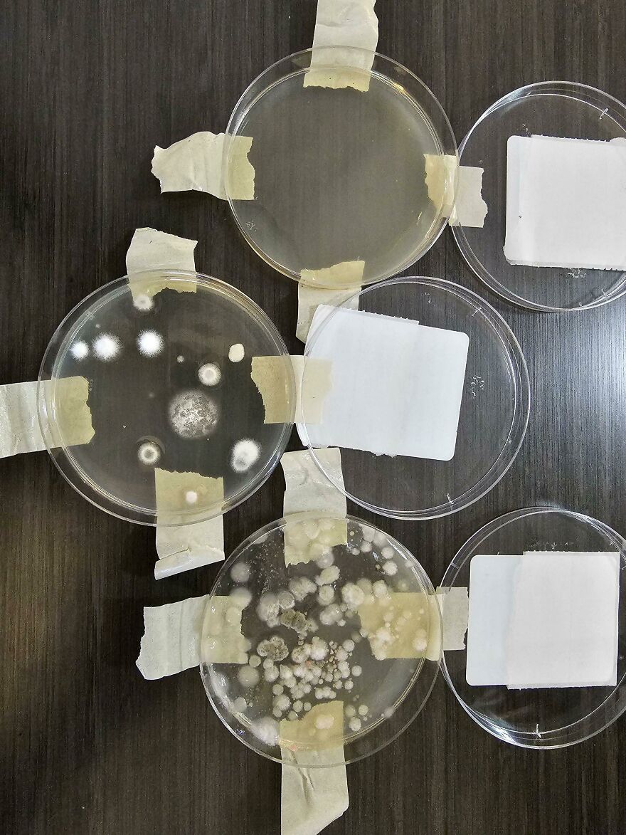 Petri dishes with mold and bacteria samples taped on table from hotel cleanliness test