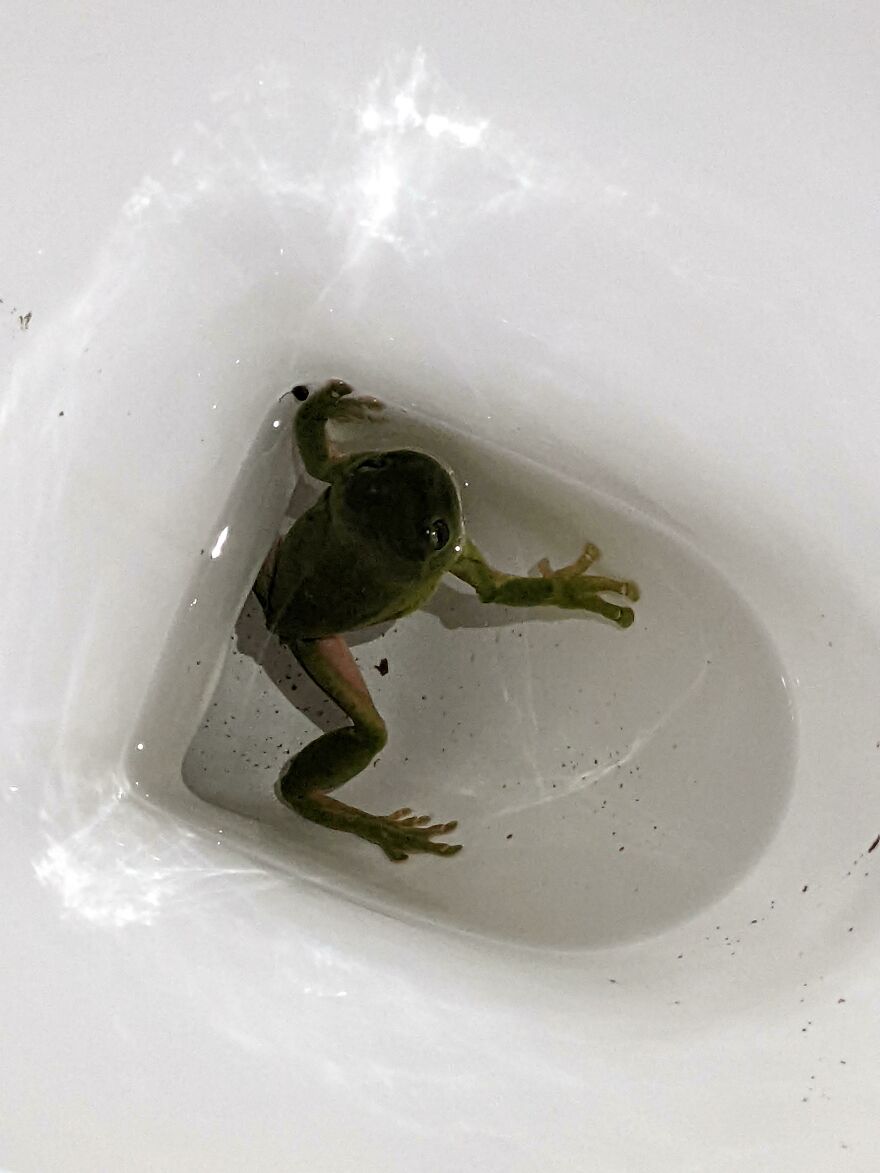 Small frog trapped in a hotel sink showing unexpected Airbnb fail