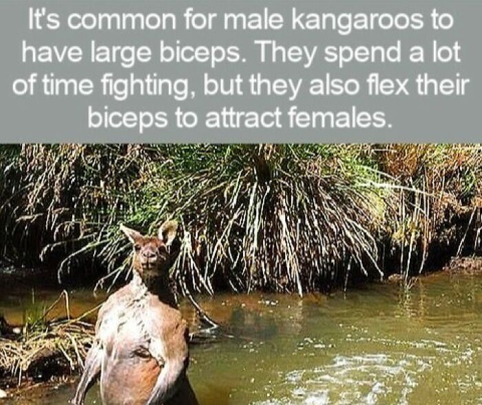 A muscular kangaroo standing in shallow water, perfect for quiz night facts.