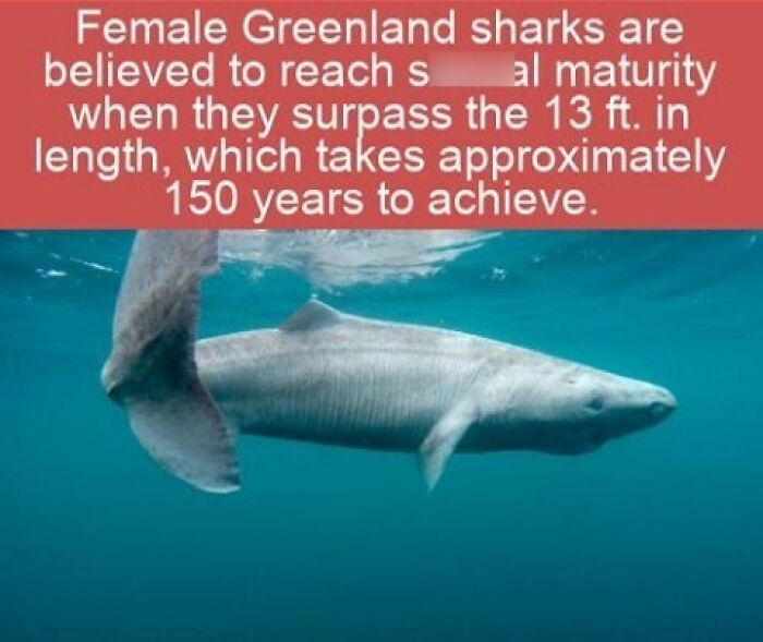 Interesting facts about the long lifespan and development of Greenland sharks under the water.