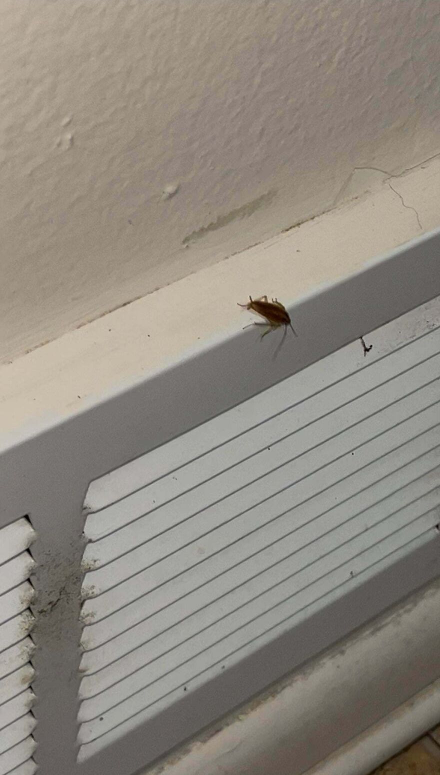 Cockroach on dirty vent in hotel room showing poor cleanliness in Airbnb fails