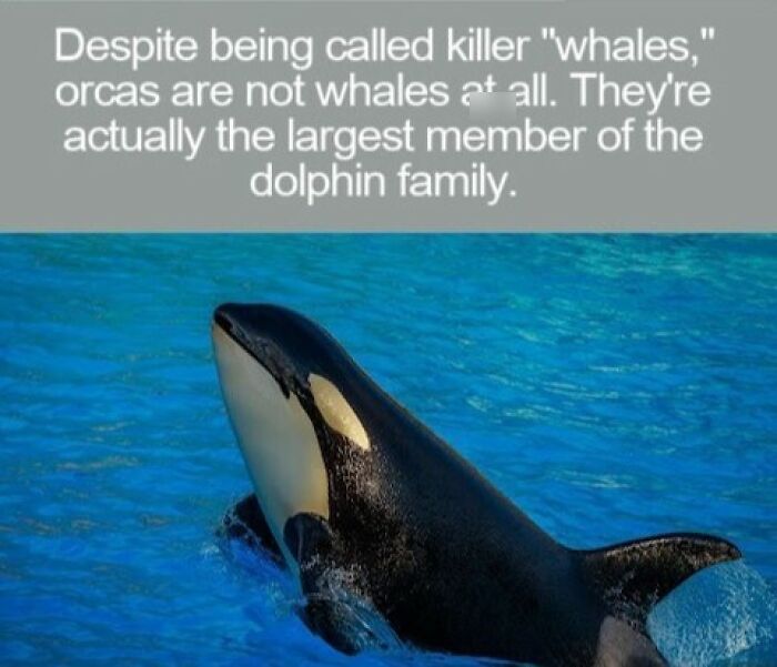 An orca swimming in clear blue water, illustrating interesting facts about marine life