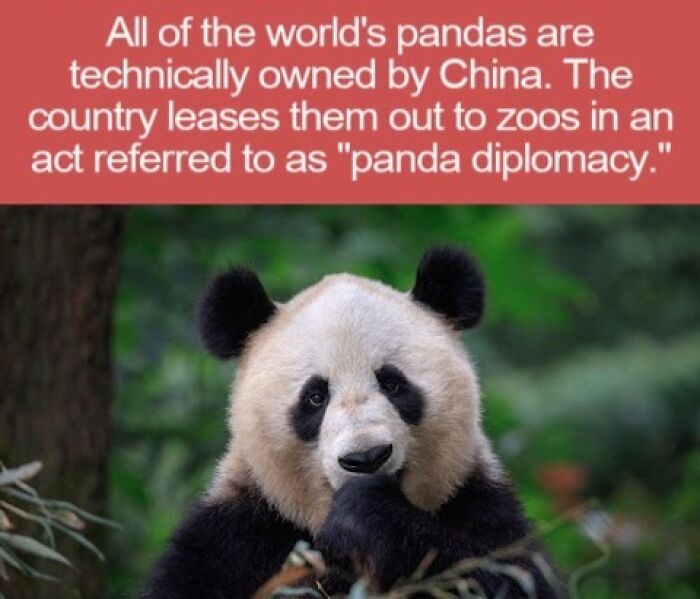 A close-up of a giant panda eating bamboo, highlighting interesting facts about panda diplomacy