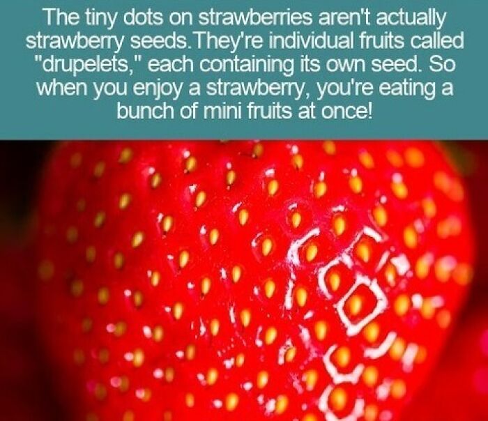 Interesting facts about strawberry drupelets showing a close up of the red fruit surface
