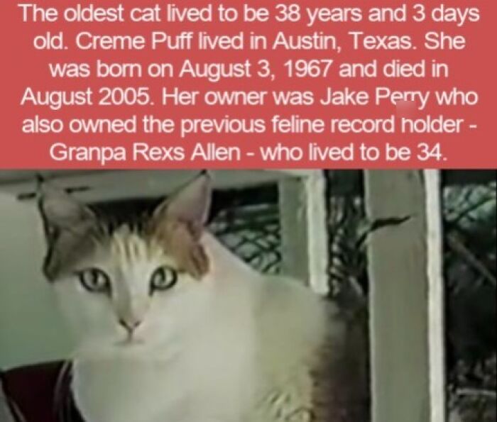 Interesting facts about Creme Puff, the oldest cat, featured in a close-up photo