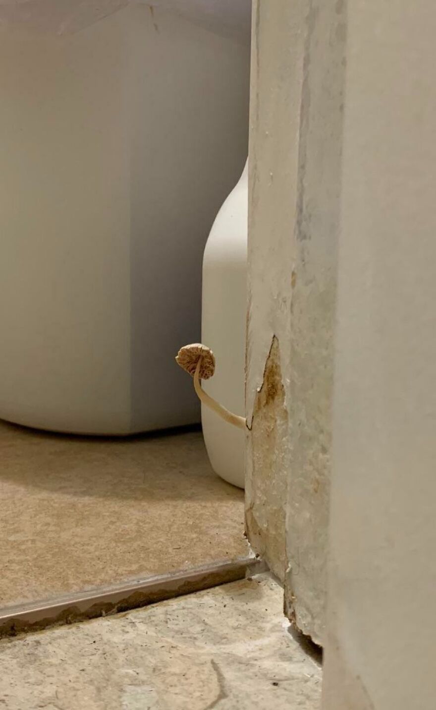 Mushroom growing on wall near bathroom supplies in Airbnb