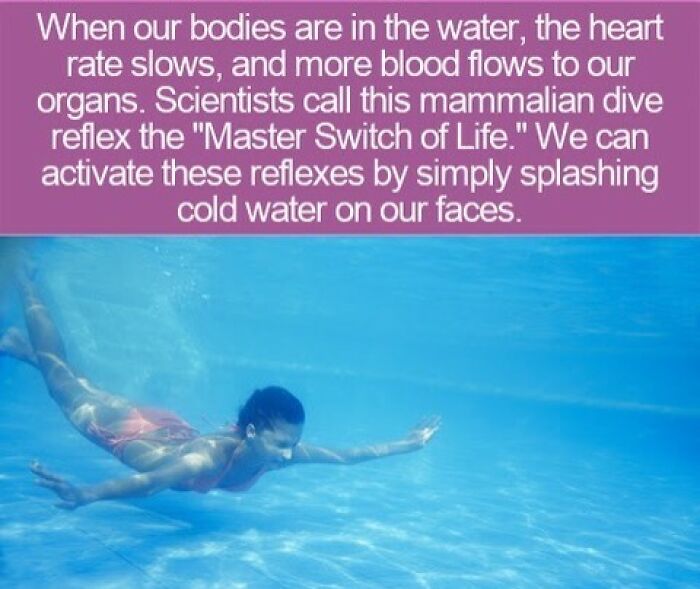 Person swimming underwater illustrating interesting facts about mammalian dive reflex