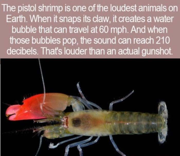 An interesting facts slide featuring the loud pistol shrimp against a black background