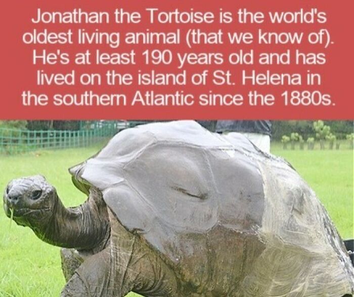 Jonathan the Tortoise, the world's oldest living animal, eating grass on a field with interesting facts.