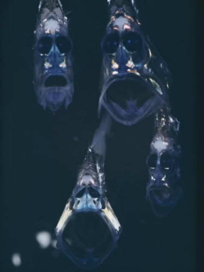 Eerie deep-sea hatchetfish with gaping mouths, uniquely discovered at the bottom of the ocean.