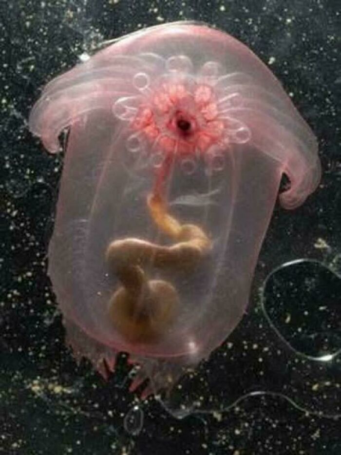 A glowing pink, transparent sea cucumber, a strange creature discovered at the bottom of the ocean.