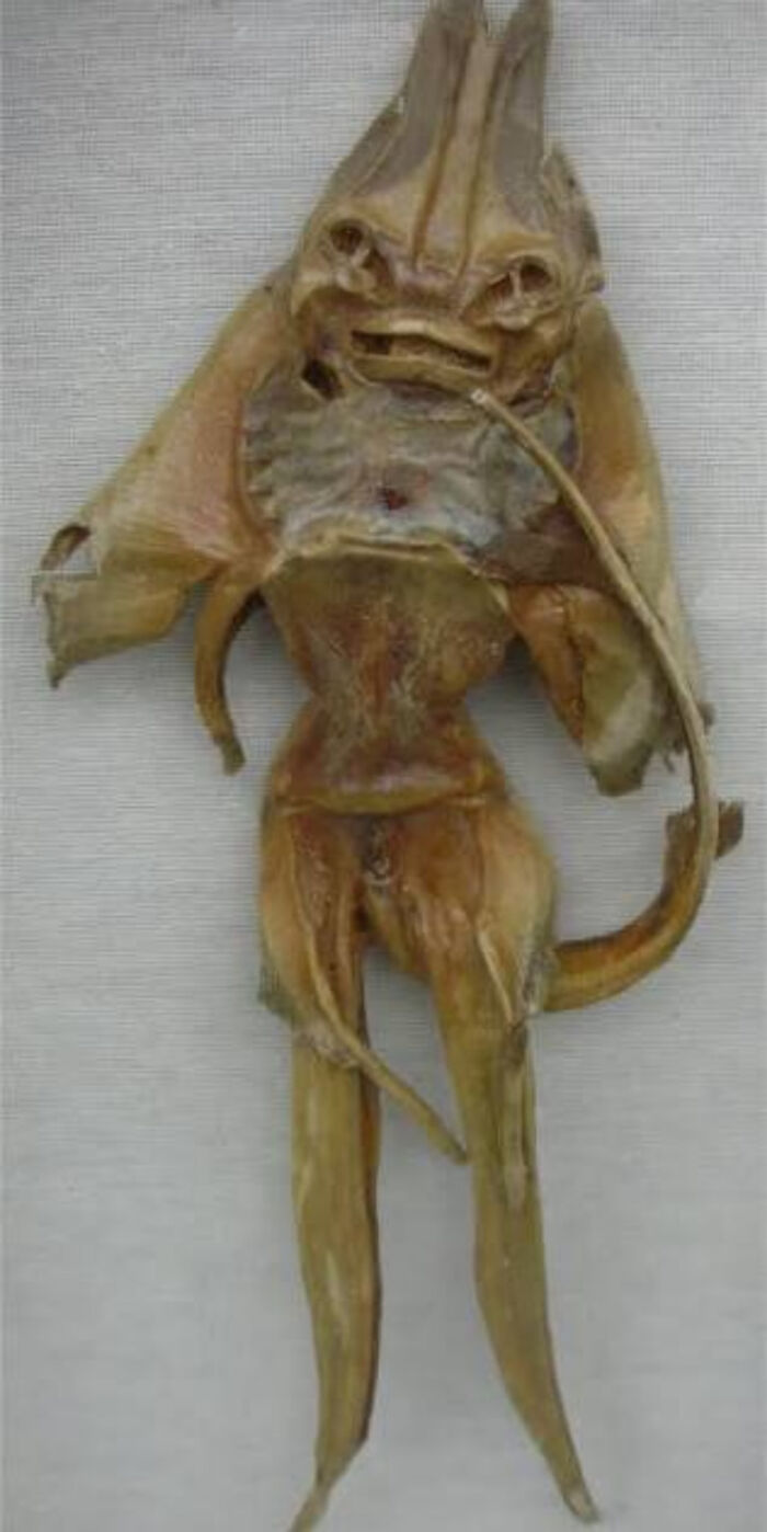 An odd, dried Jenny Haniver carcass representing weird things discovered at the bottom of the ocean.