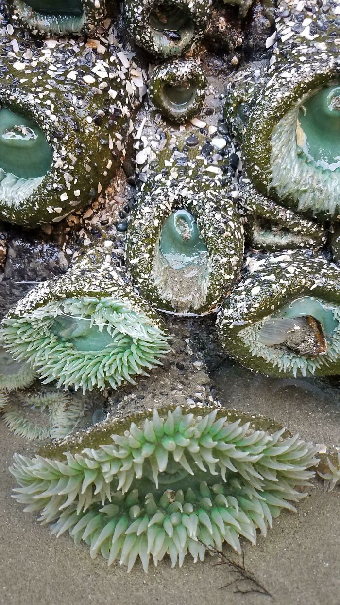 Close-up of green sea anemones, showcasing fascinating things discovered at the bottom of the ocean.