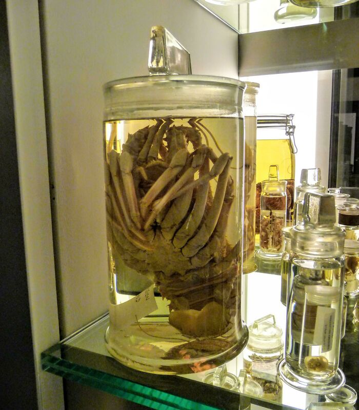 A preserved giant sea spider in a glass jar, displaying creepy things discovered at the bottom of the ocean.