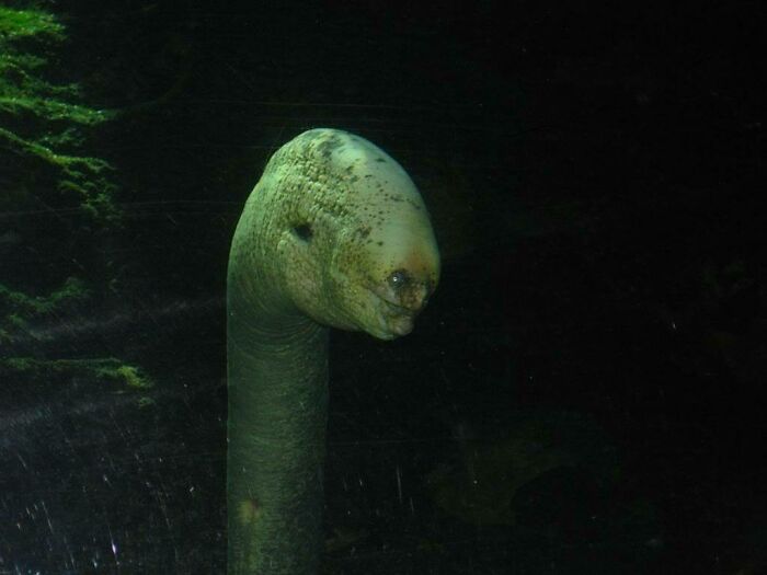 A strange moray eel looking out from the dark, representing unique things discovered at the bottom of the ocean.