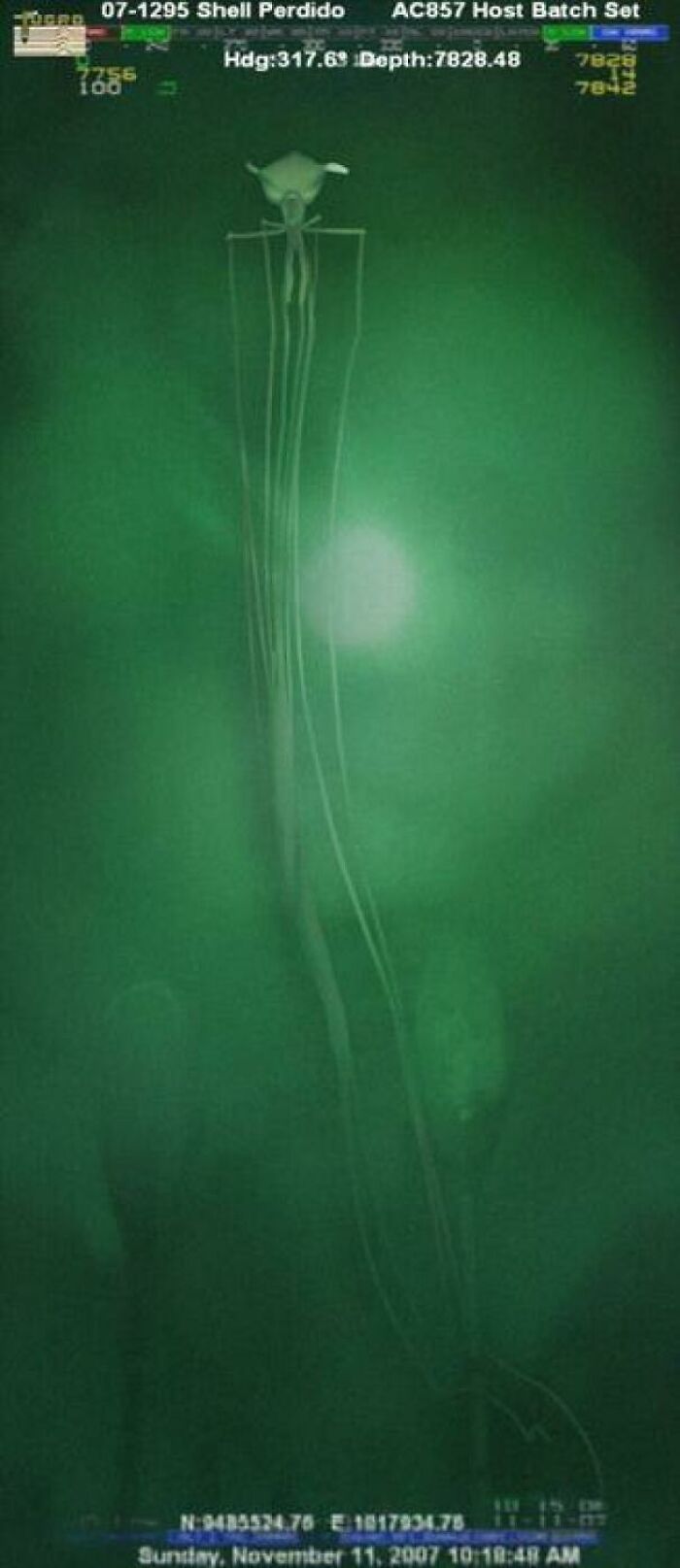 Eerie long-arm squid captured by deep-sea cameras exploring the bottom of the ocean.