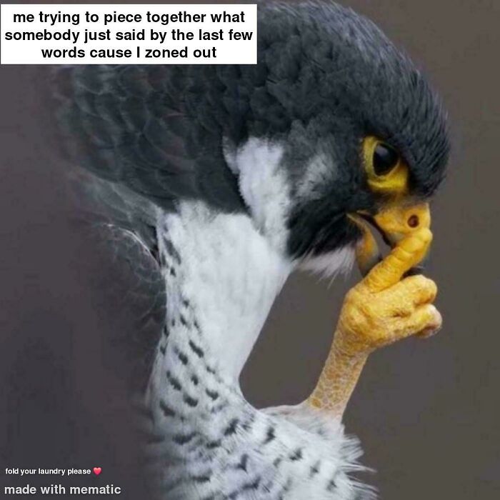 Funny ADHD memes showing a falcon looking confused trying to piece together a conversation after zoning out