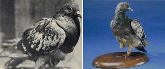 Historic images of the pigeon used in morbid curiosity stories