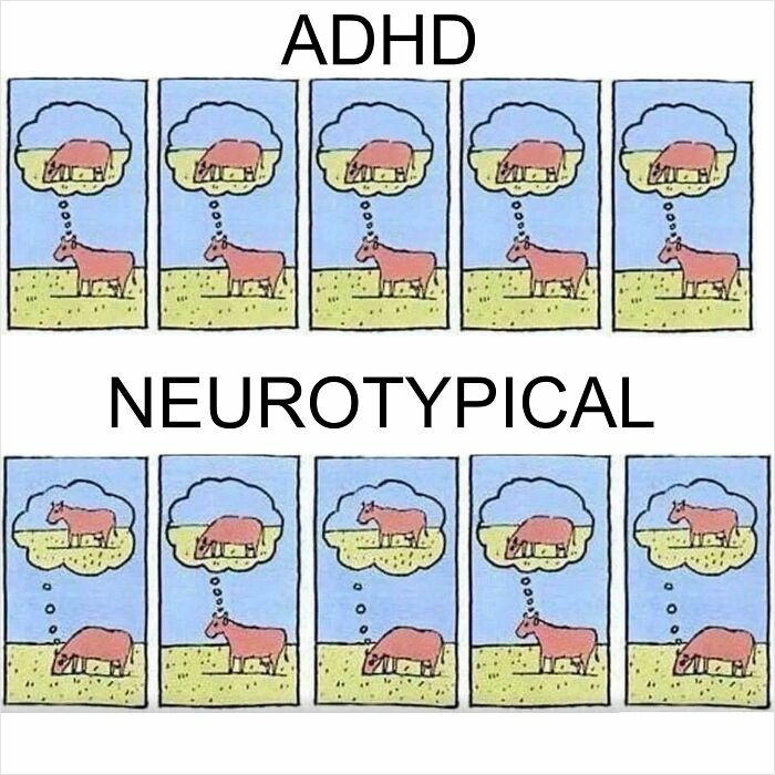 An illustrative comic comparison of ADHD vs neurotypical brain thought processes about a cow.