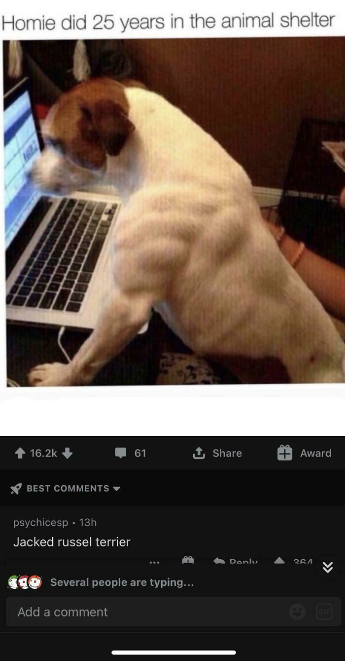 Muscular dog at a laptop screen with sarcastic caption about shelter