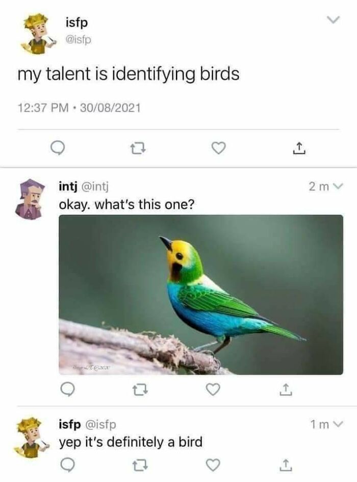 Sarcasm about bird identification with colorful bird photo confirming it's definitely a bird